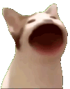 m_cat_bop Emote