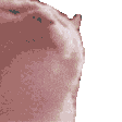 hypercatvibe Emote