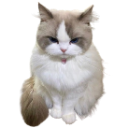 239780cutecattongue emote