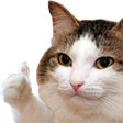 catok Emote