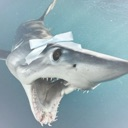 sillymakoshark emote