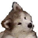 confused_dog Emote