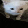 cat_explode emote