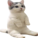 CatSittingVeryComfortable emote