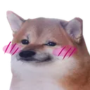 dog_shy emote