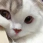 Kawaiicat emote
