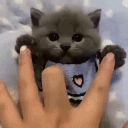 942640kitten Emote