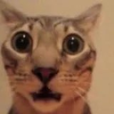 shocked_cat Emote