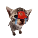 Cat_Tomato_Thrown Emote