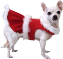 xmas_dog1 emote