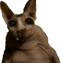 creepcat emote