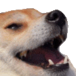 dogekek Emote