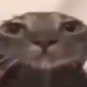7436catbruh emote