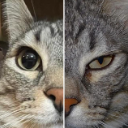 gato emote