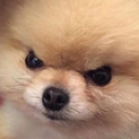 angy emote