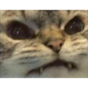 cat_grrr emote