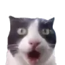 catshocked Emote