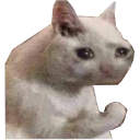 yasscat emote