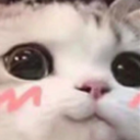 UwUcat emote