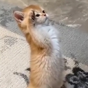 emoji_28 Emote