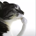 cathink emote