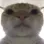 Staring emote