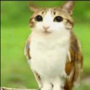 meowl emote