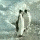 penguin emote