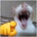 JAJA emote