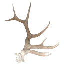 006_antlers emote