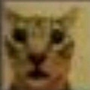 catshok emote