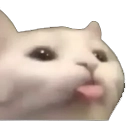 cattongue Emote
