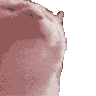 catvibe emote