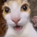 Bonkers_Dot_GG_femboiss Emote