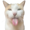 catlick Emote