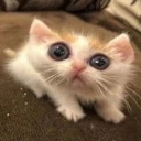 emoji_26 emote