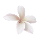 p_flower Emote