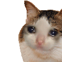 3_CatSadLikeGIF emote