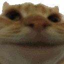 Lord151_cat_no emote
