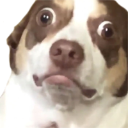 pet emote