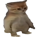 catstubby emote