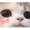 catcute Emote