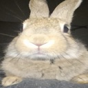 buny emote
