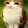 Meowlfeliz emote