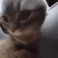 CatChipiChapa Emote