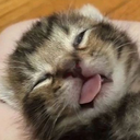 kot_1 Emote