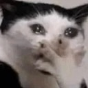cat_oml emote