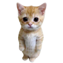 m_kitty Emote