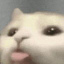 blepcat Emote
