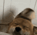 dogwaggy Emote